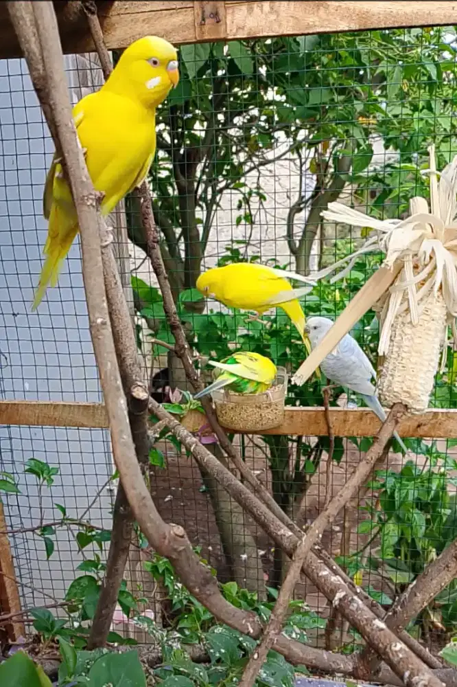 Burung parkit Lutino MM