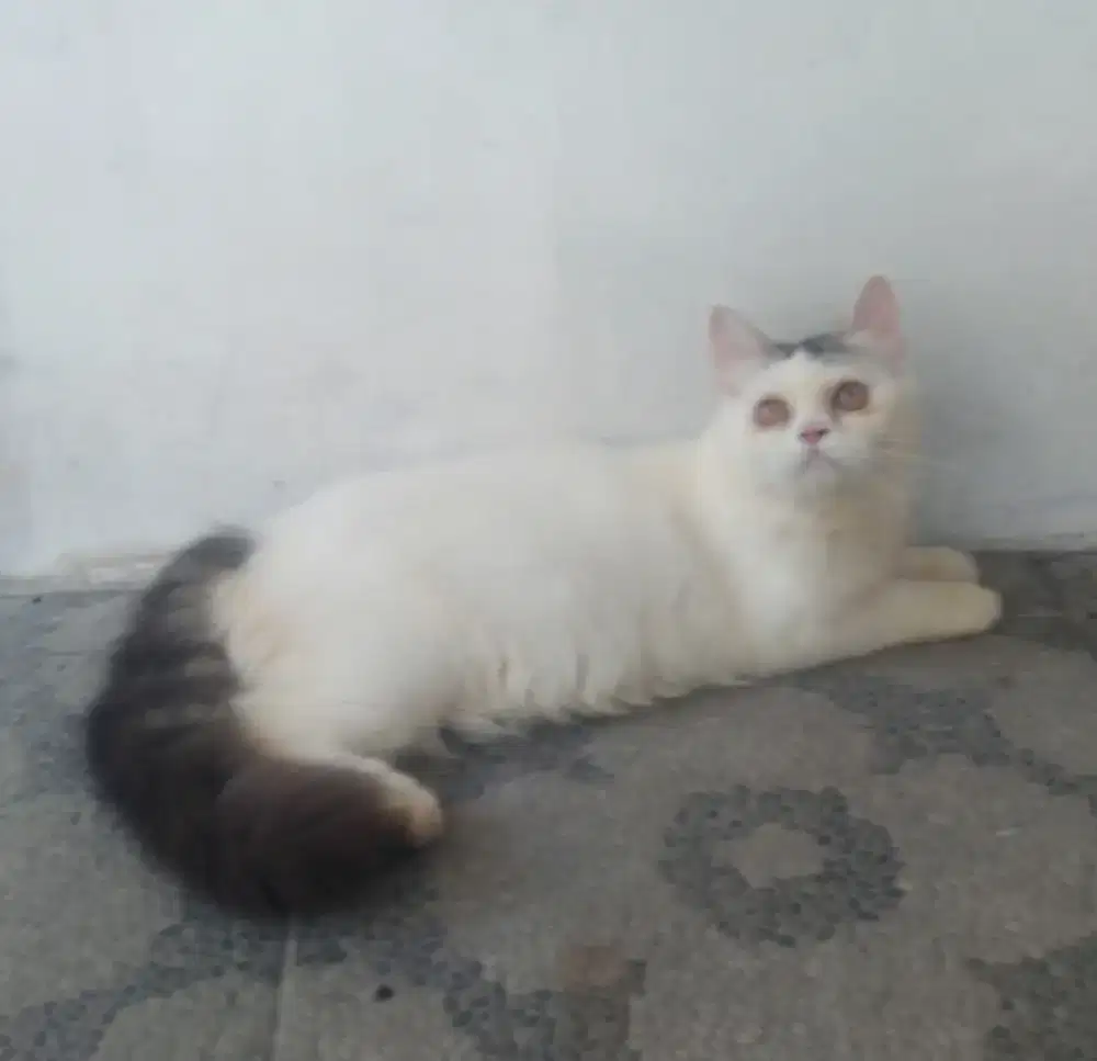 Kitten Persia flatnose betina