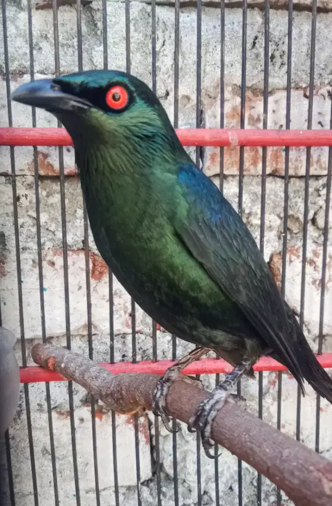 burung hitam mata merah jinak