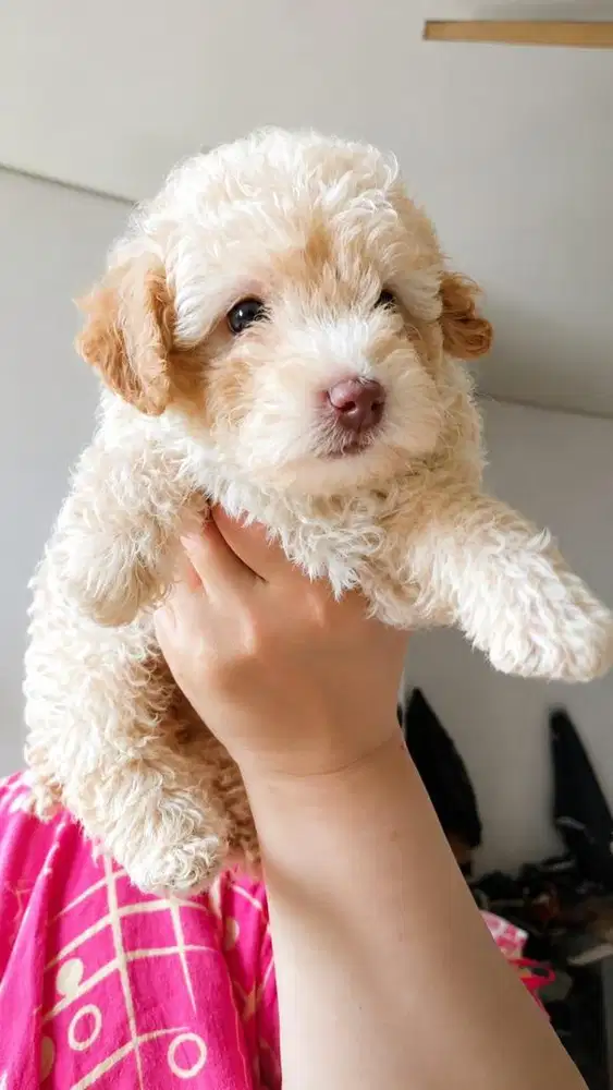 Poodle Toy Female