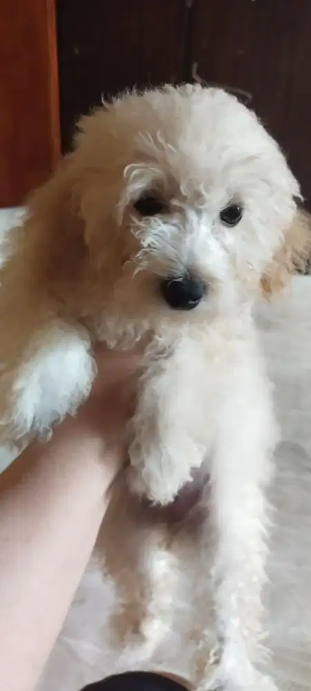 Toy poodle Female