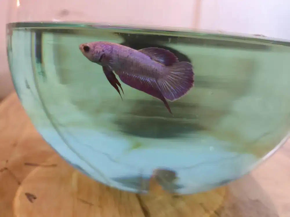 Cupang jantan pink sakura