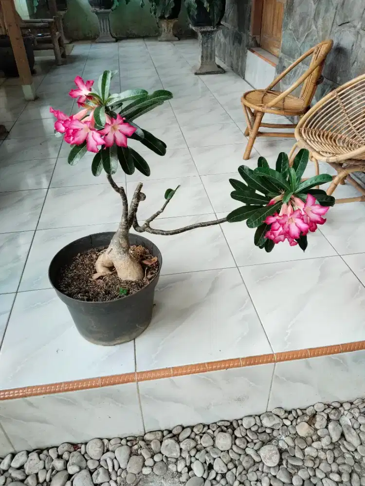 Bunga Adenium Bonggol Besar Size C