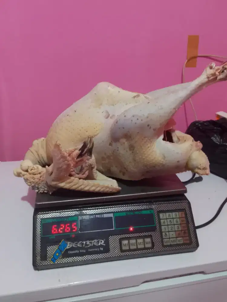 Karkas Kalkun Fresh