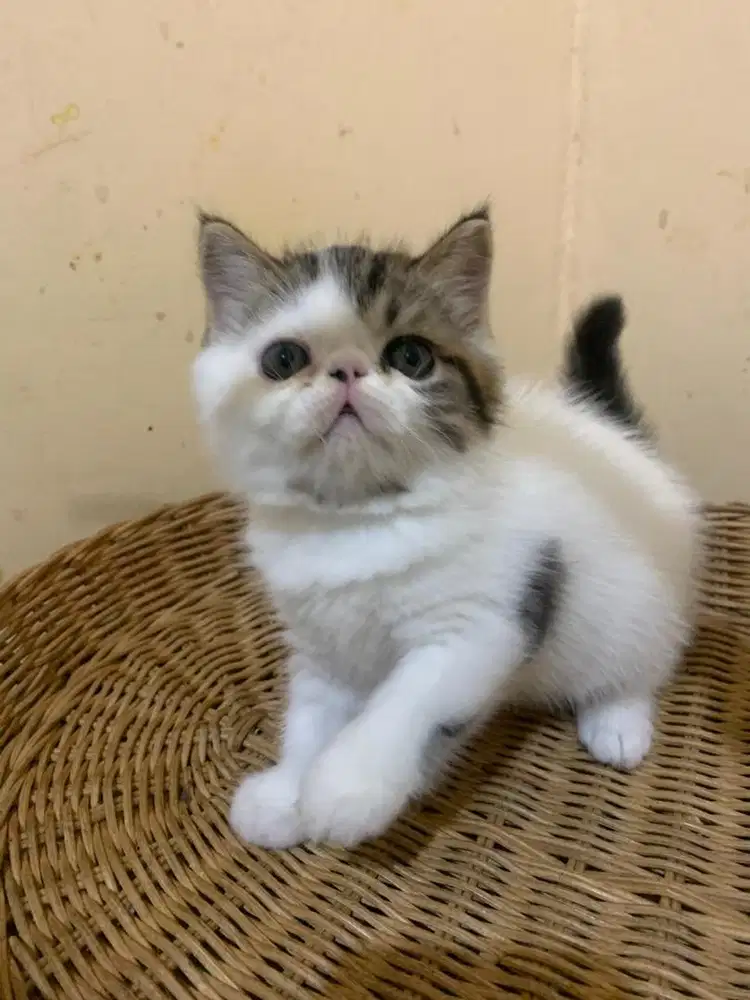 Exo kitten jantan