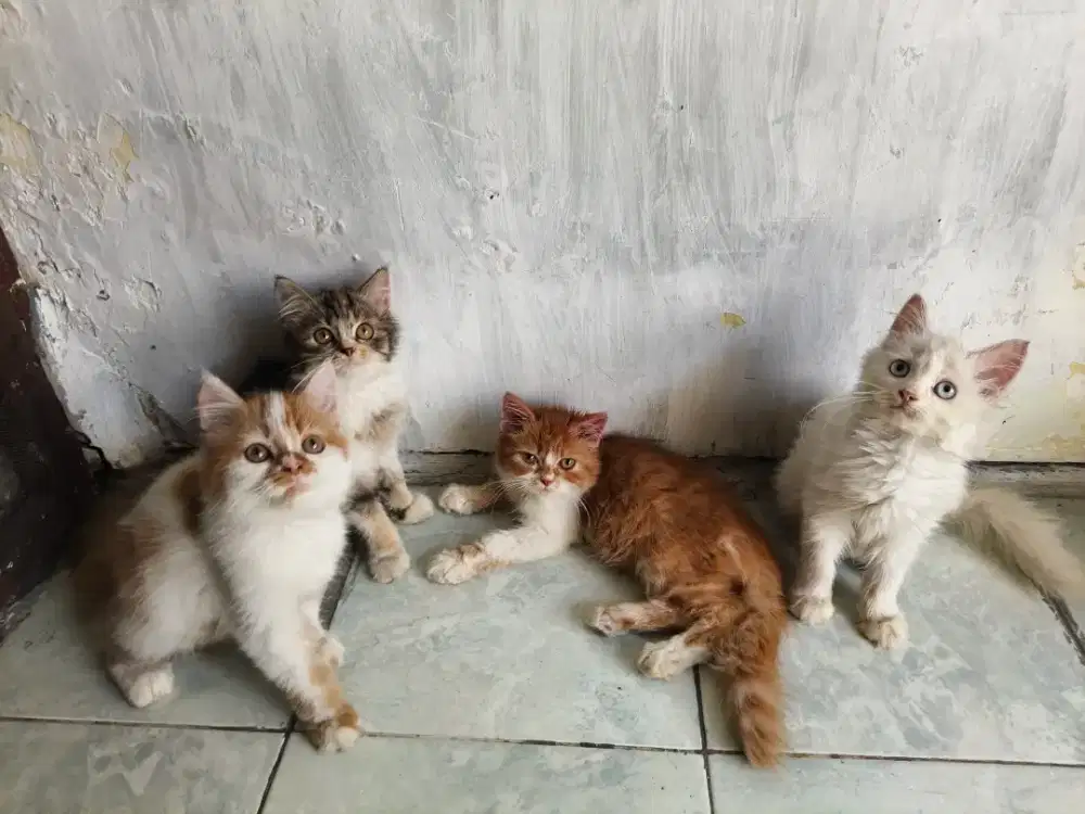 Persia jantan-betina 3 bulan