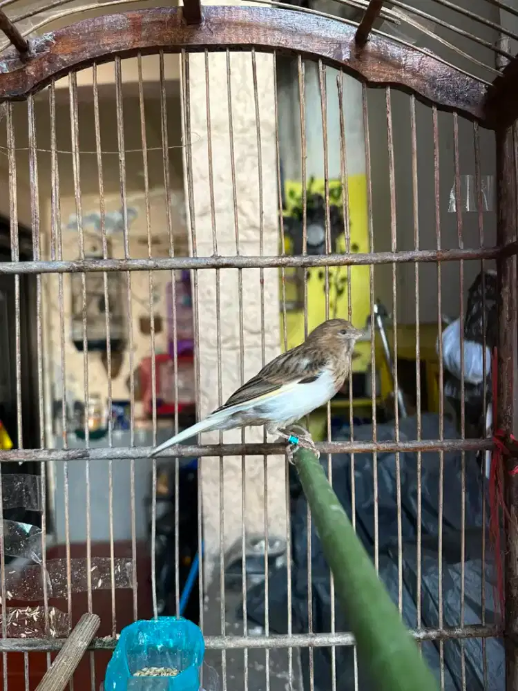 Burung kenari , jabo , lakbet