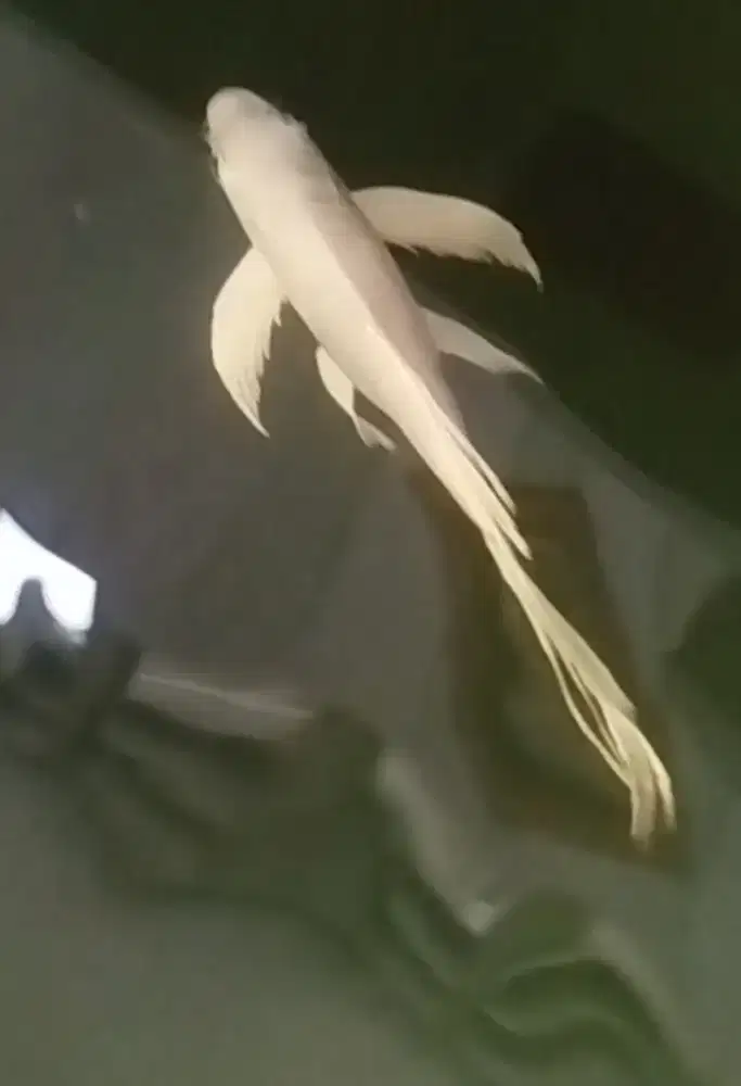 koi platinum kumpay slayer 5 ekor