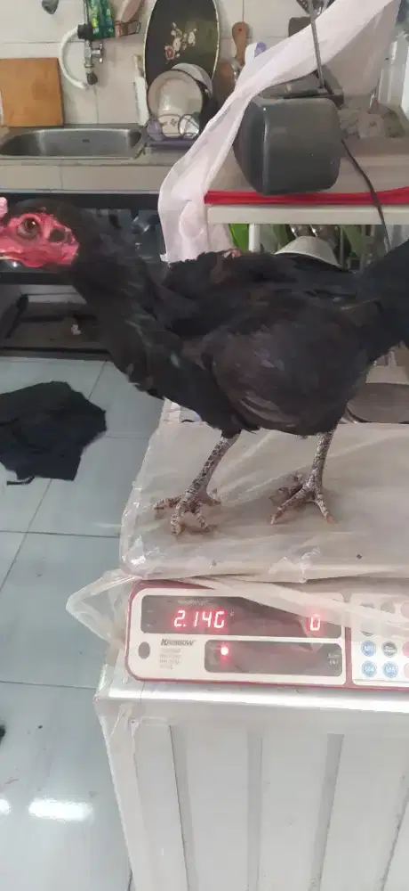 Ayam  kampung usia  1  thun