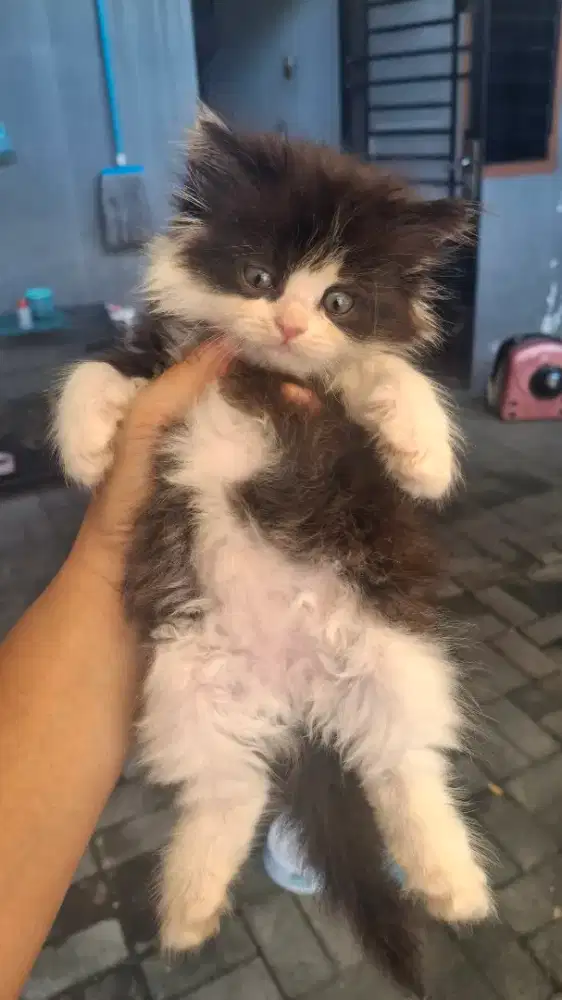 Kucing persian betina