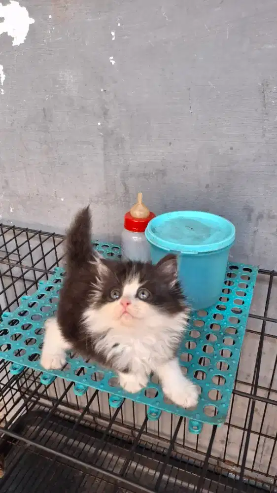 Kucing persian jantan