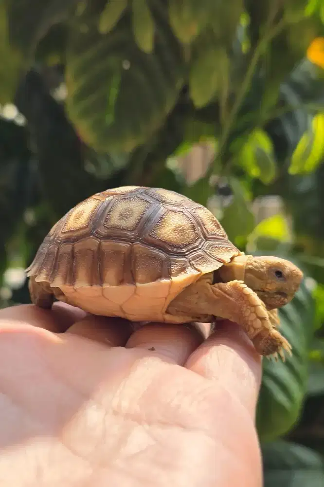 Kura kura Sulcata High Dome Body Bulat Sehat dan Unik 6 cm