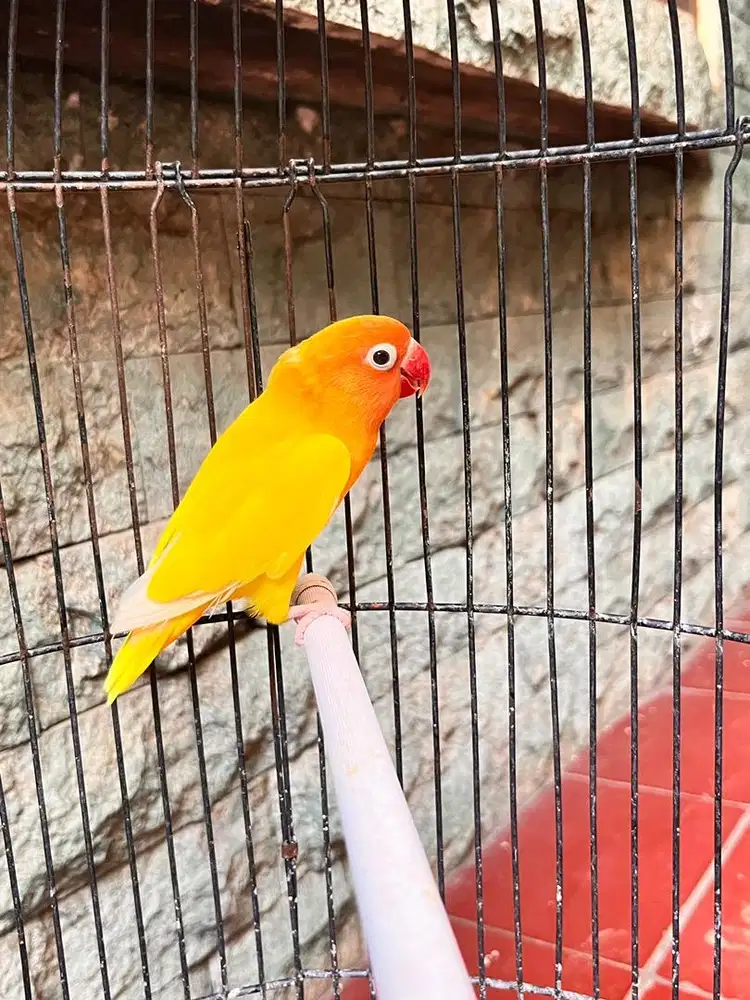 Lovebird Lutino Mata Merah