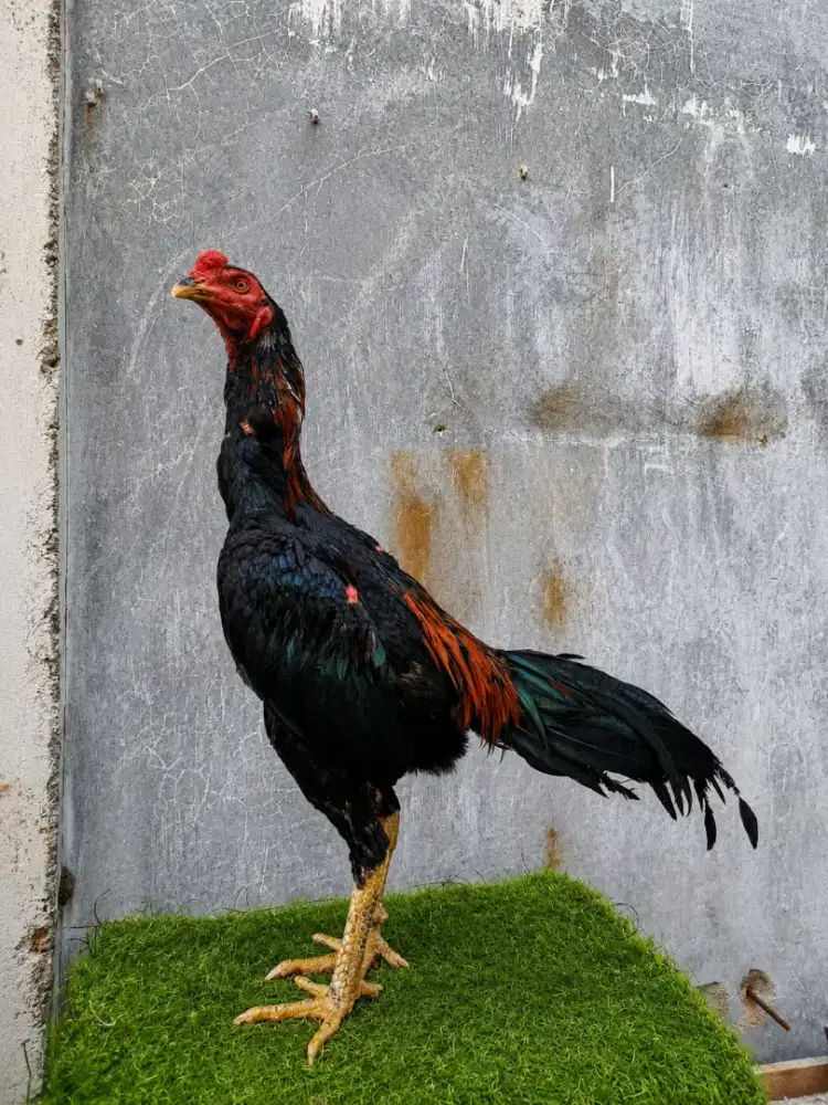 Ayam koytrat muda