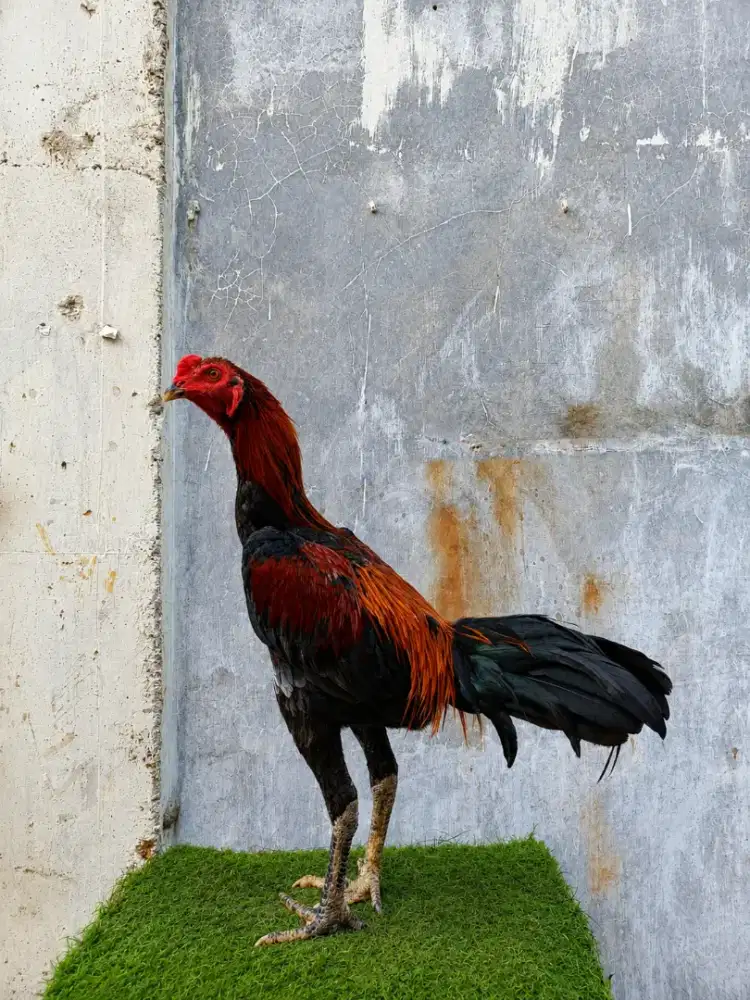 ayam Magon muda