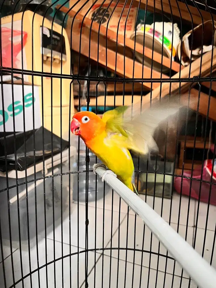 Lovebird paskun
