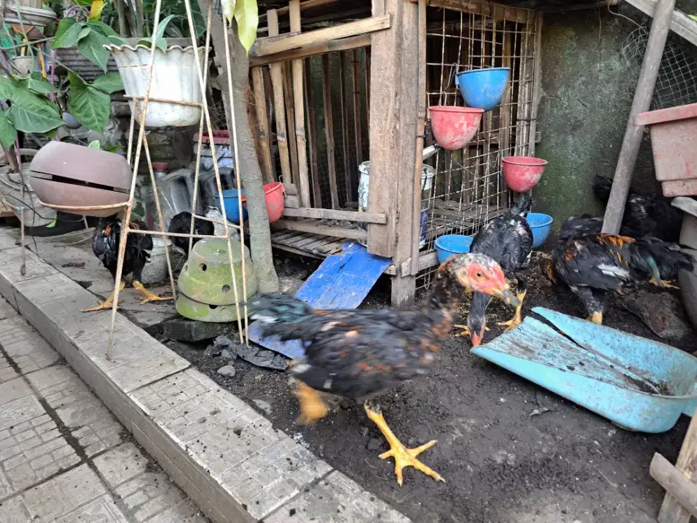 Anakan ayam siam