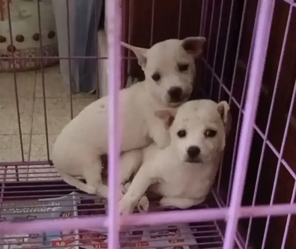 Anak Anjing Lucu
