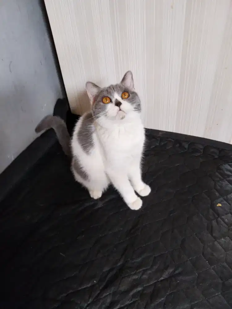BSH BRITISH SHORT HAIR 4BULAN betina