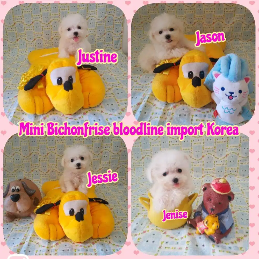 Bichon Frise Bloodline Import Korea