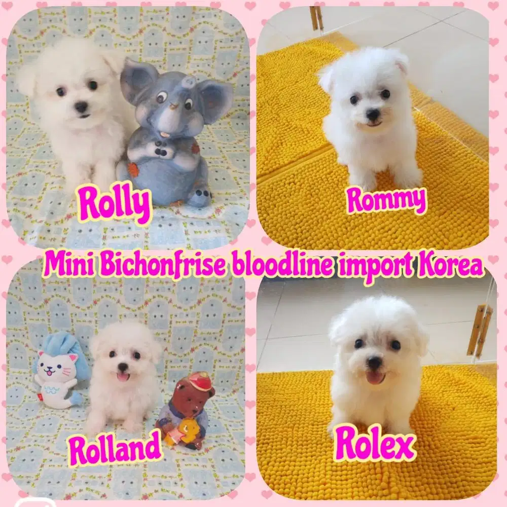 Bichon Frise Bloodline Korea Import