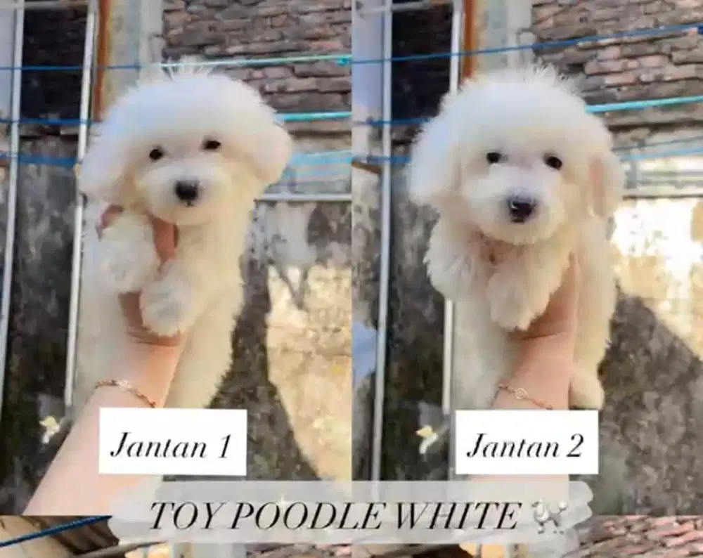 Toy Poodle White