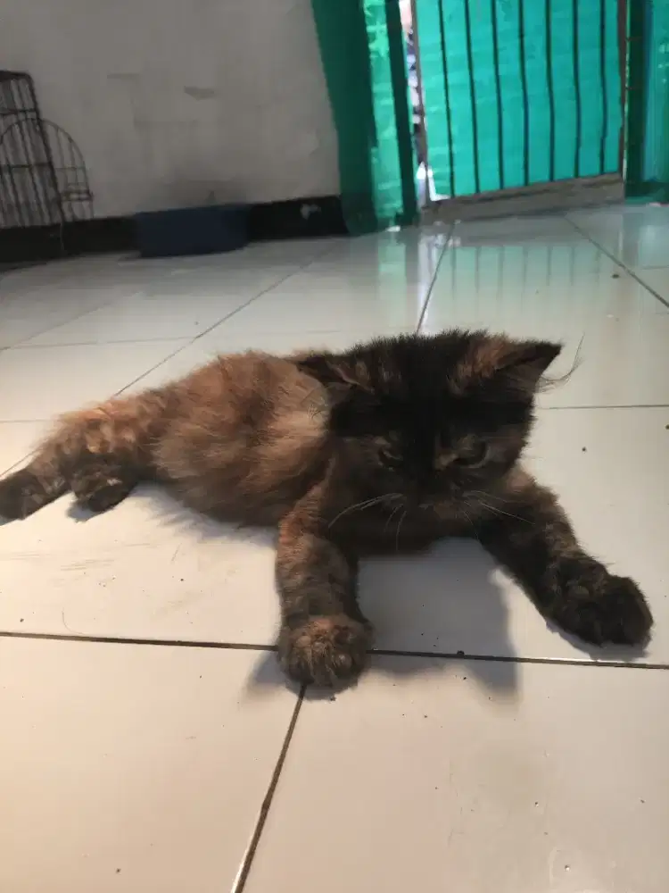 Open Adopsi Anak Kucing Persia Himalaya Betina