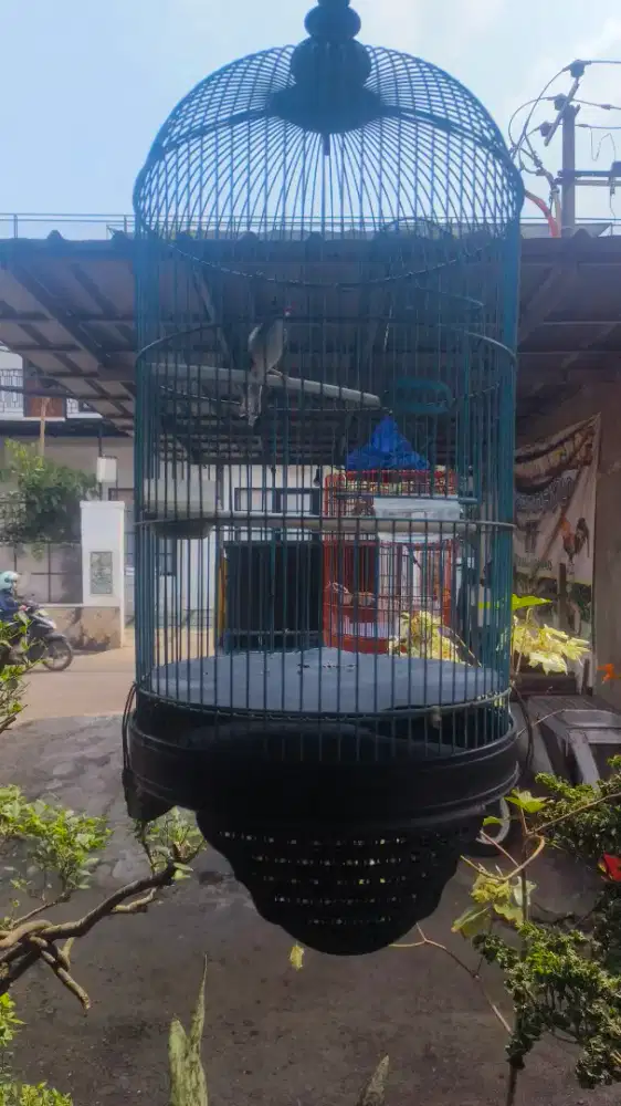 Burung ciblek sawah gacor