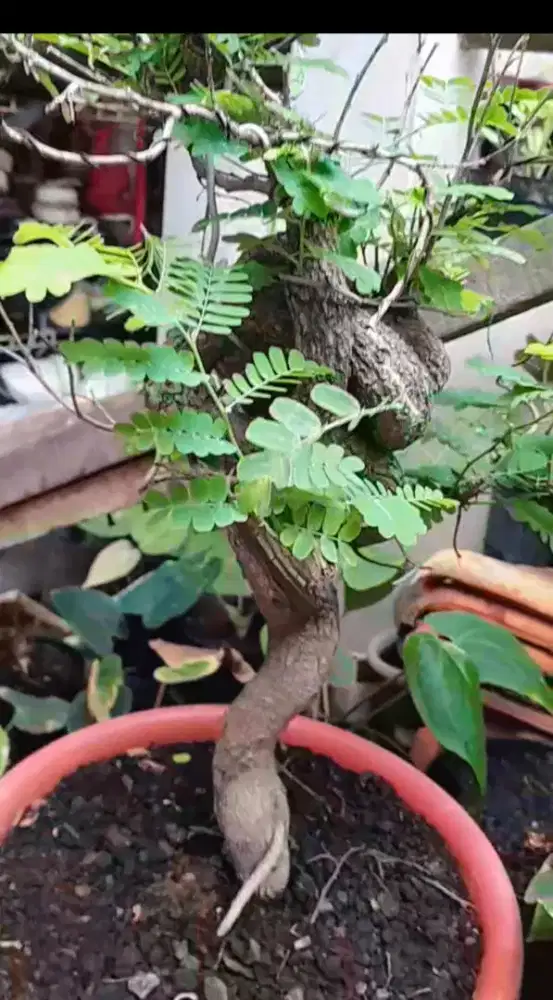Jual bonsai asem