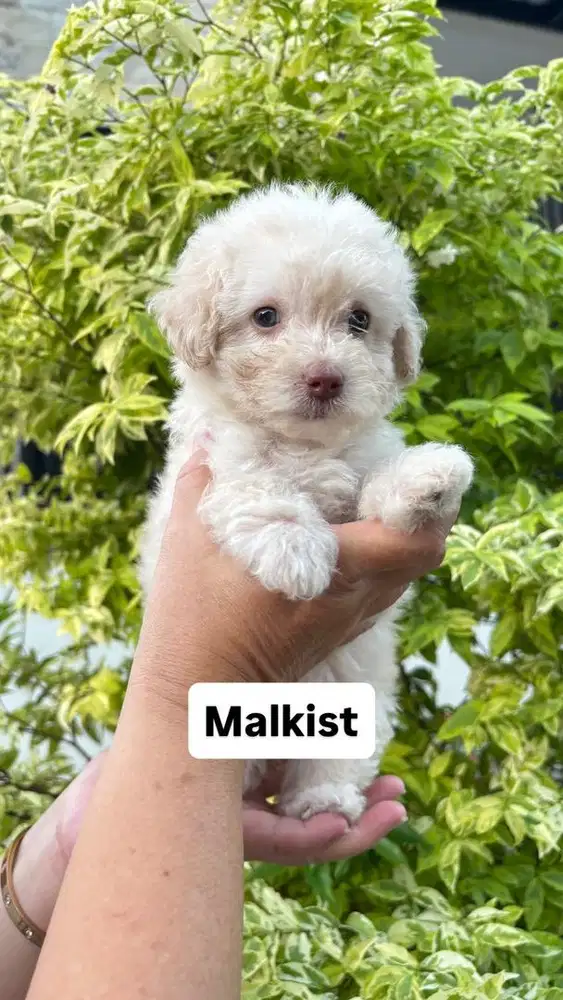 Toy Poodle Malkist Female