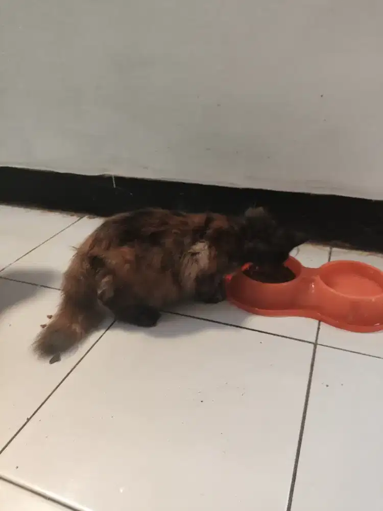 Anak Kucing Persia Himayala bulu lebat