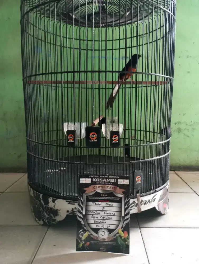 Murai batu gacor prestasi