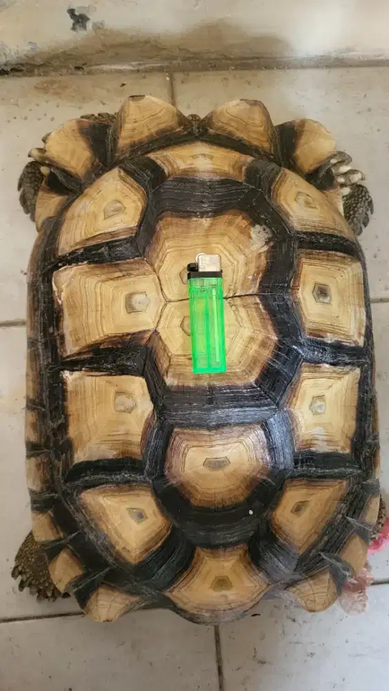 Sulcata dewasa  jantan proven