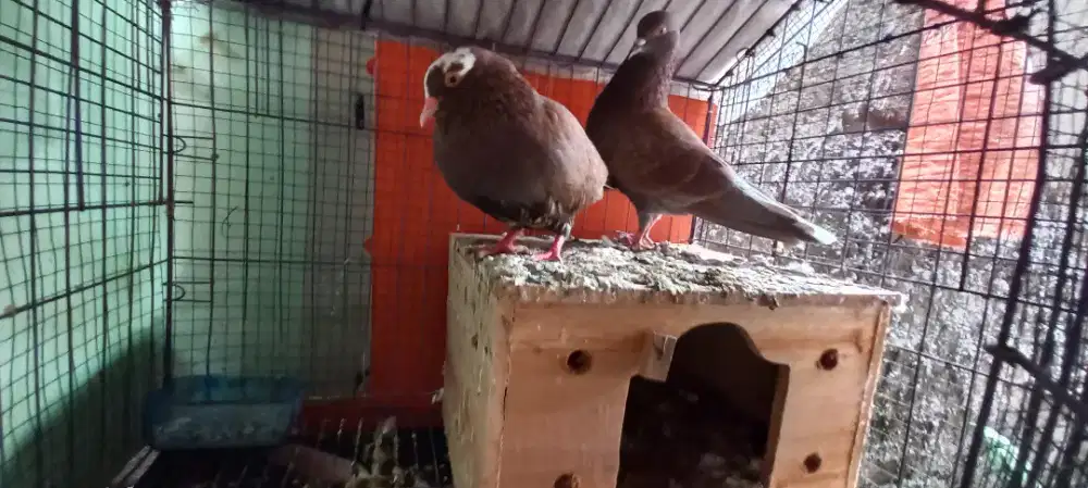 burung dara sepasang