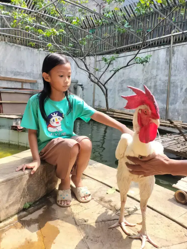 Jual borongan atau satuan sepasang ayam pelung,sepasang ayam ekor  pjg