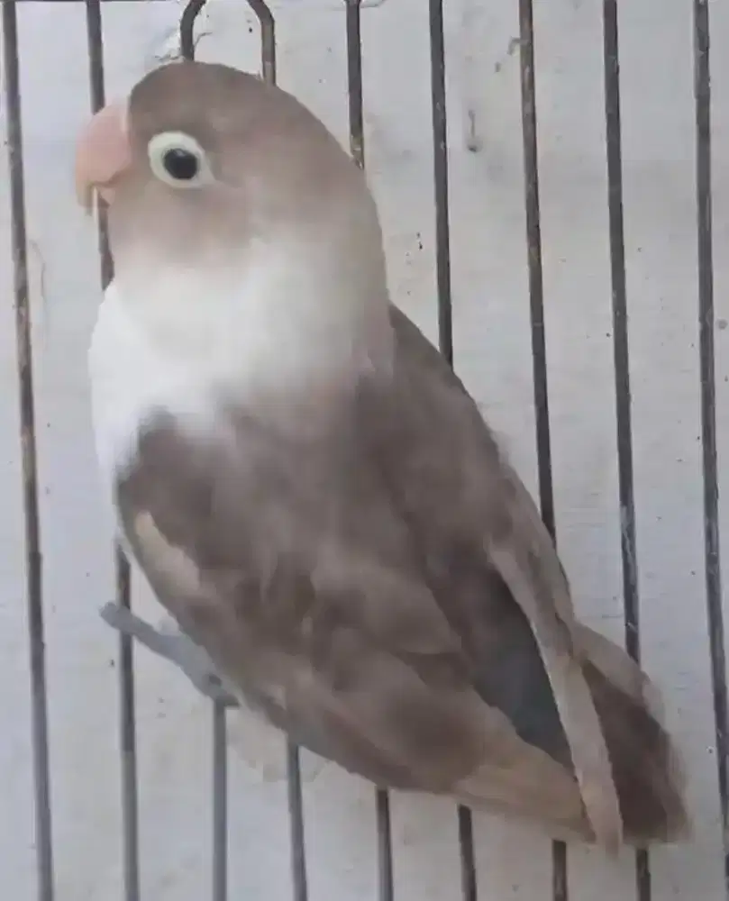 Burung love birds