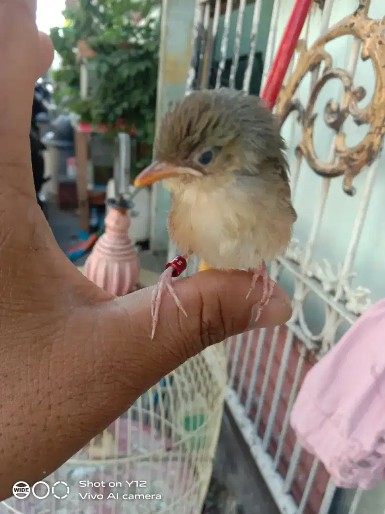 jual burung prenjak gunung anak an mandiri jantan pakek ring makan pur