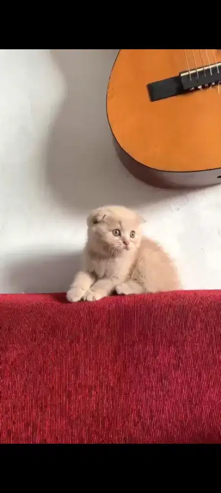 Kucing Scottish fold