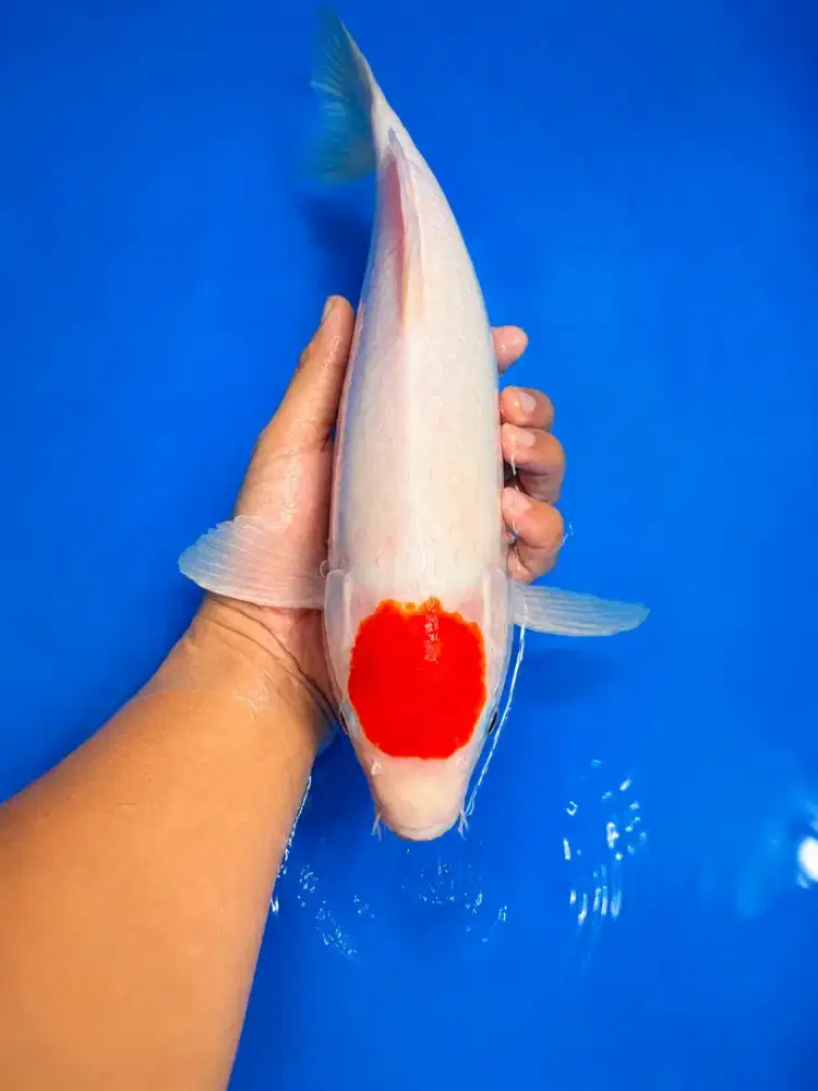 Tancho Kohaku / MERAH STRONG 36CM