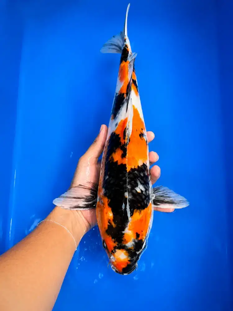 SHOWA Jumbo 46cm Jantan
