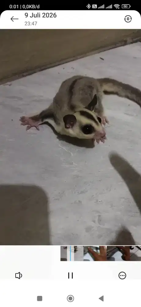 sugar glider WF