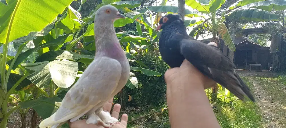 Burung meja dan tomprang