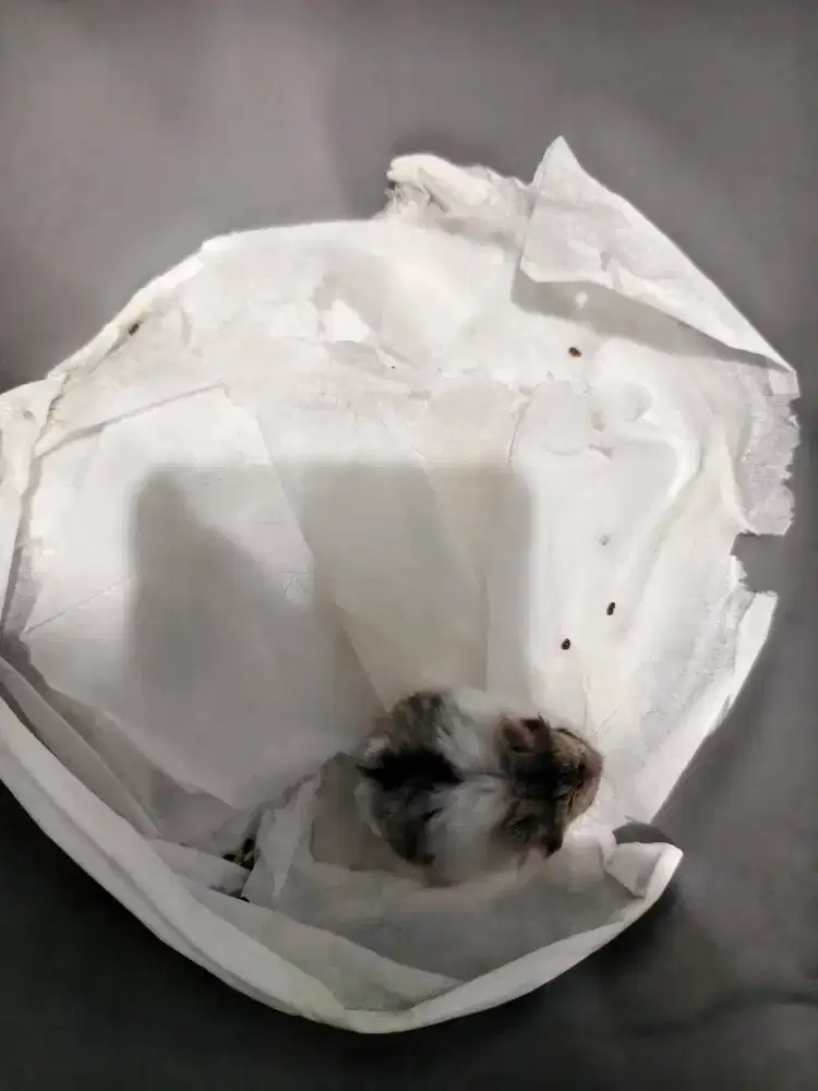 Hamster gratis ambil kerumah