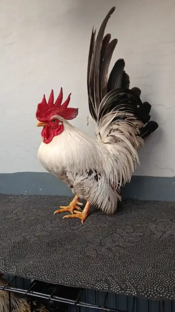 AYAM KATE LOKAL JANTAN (BLACKTAIL)