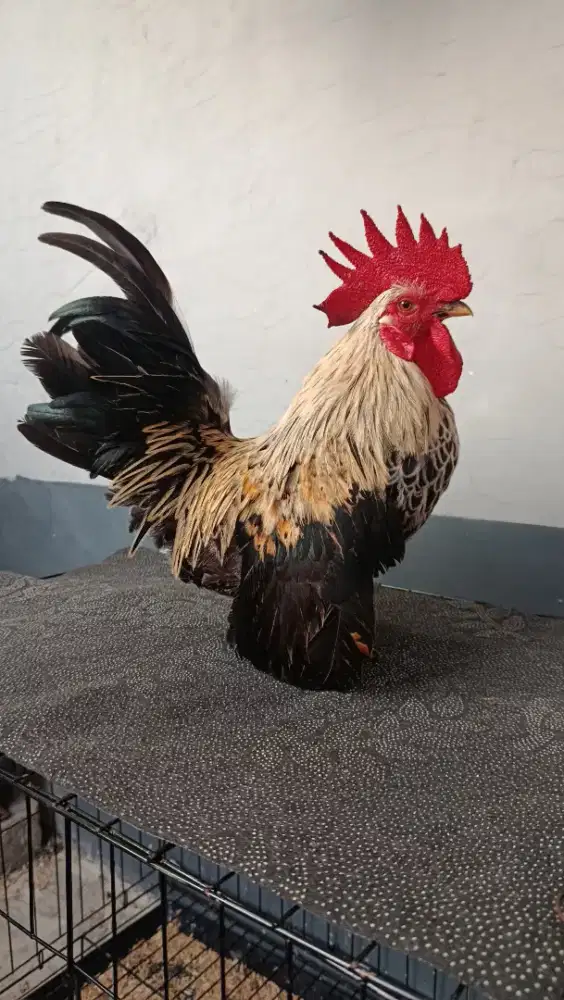 AYAM KATE JANTAN LOKAL CEPER (WIDO)