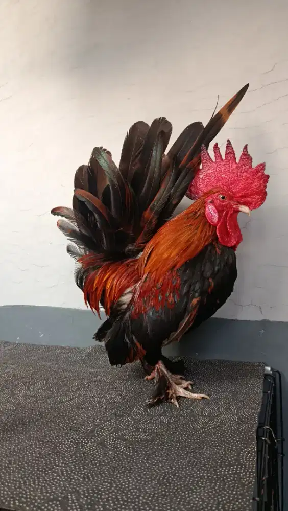 AYAM KATE JANTAN LOKAL (CLASSIC)