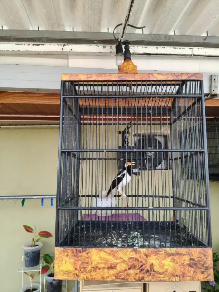 Burung Jalak Suren Gacor
