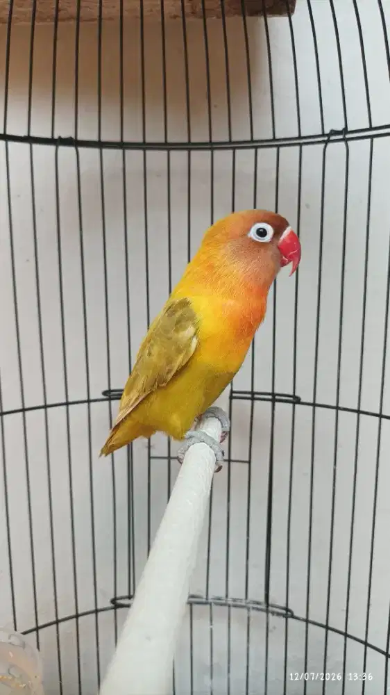 Lovebird rajin ngekek durasi panjang
