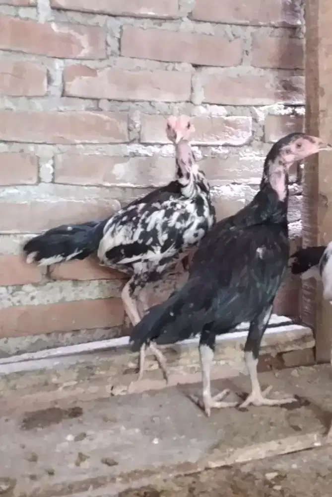 Yng mau tukaran dgn ayam betina pakhoy