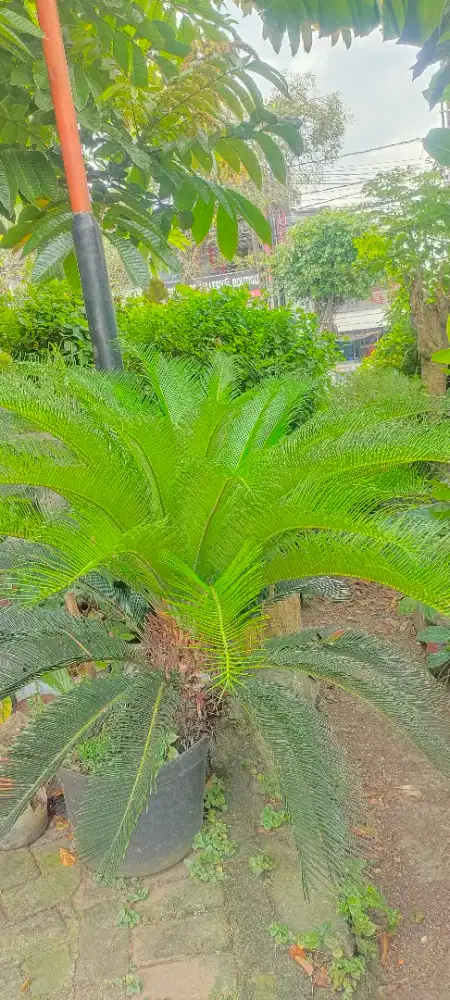 Palem sikas + 75cm up lebar 150cm up tinggi 90cm up